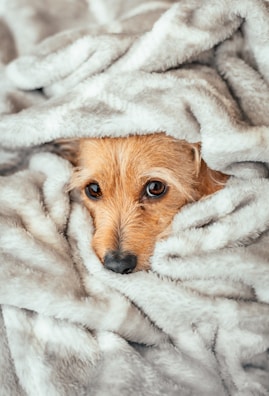 A small, brown dog with soulful eyes peeks out from within a fluffy gray blanket, creating a cozy and comforting scene.
