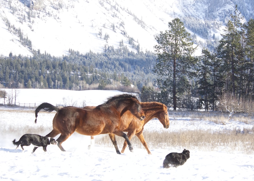 two horses and a dog running in the snow
