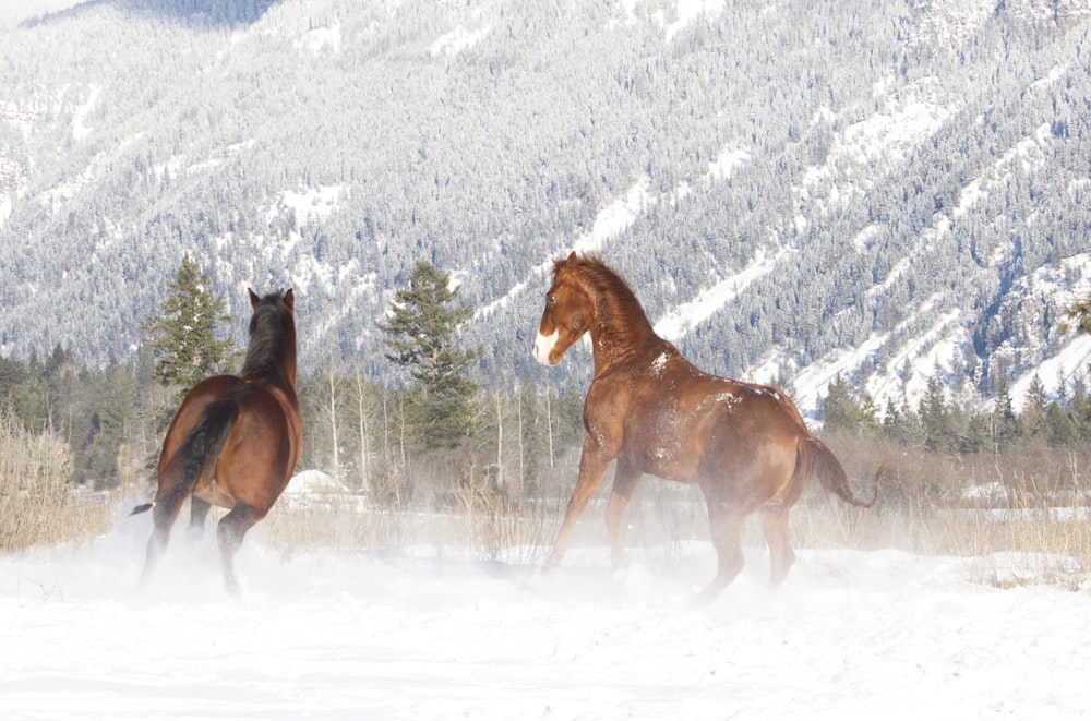 two horses running in the snow in front of a mountain