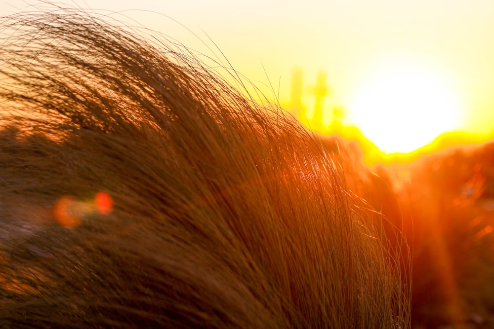 the sun is setting over a field of tall grass