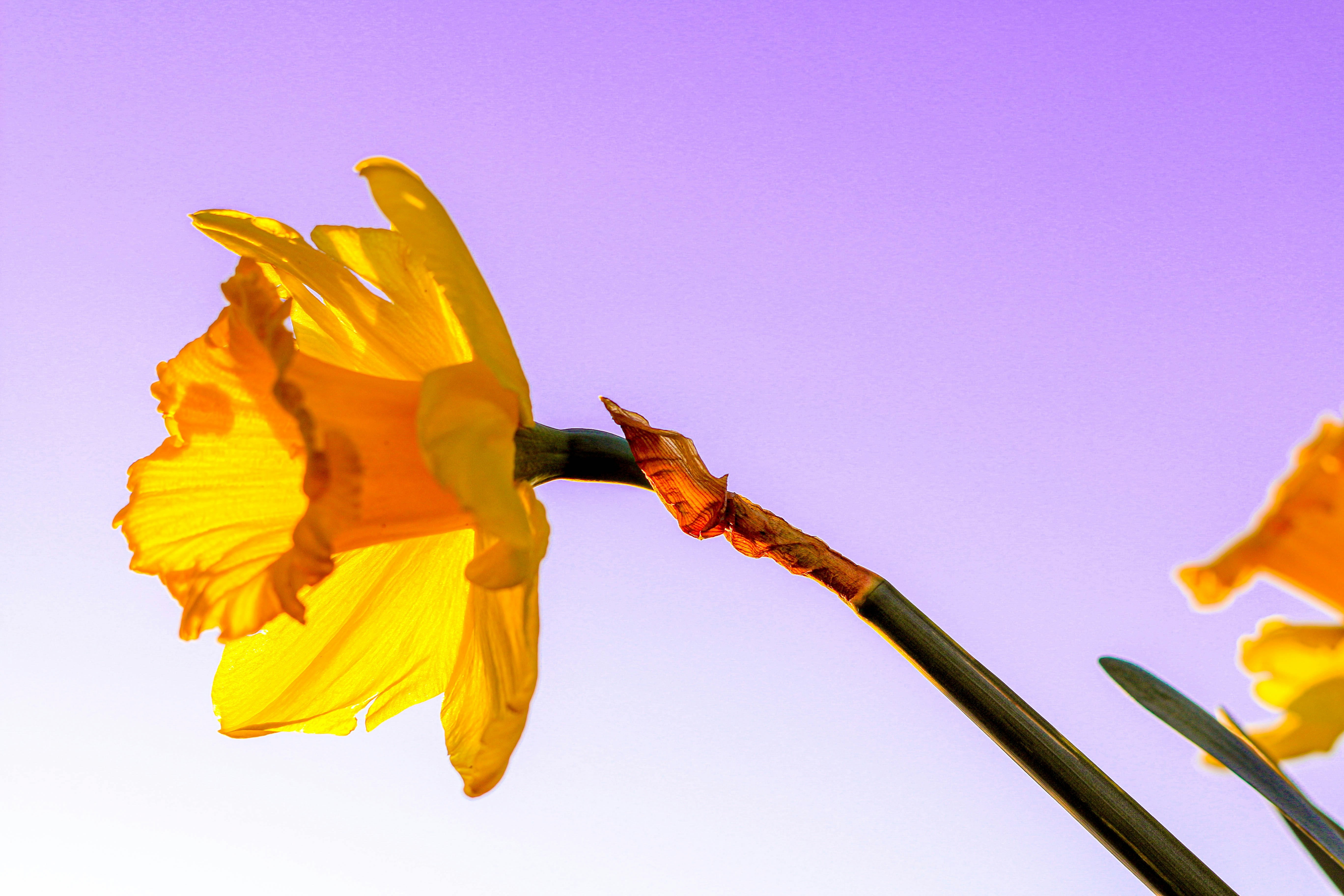 노란우산공제, 법인대표가 개인 명의로 가입해야 하는 이유와 절세 효과