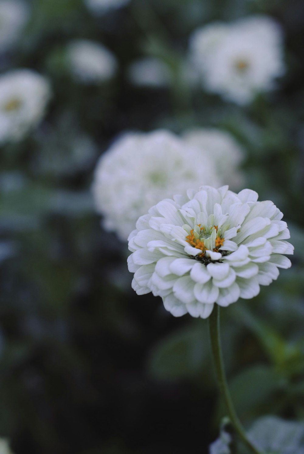 a white flower with green leaves in the background