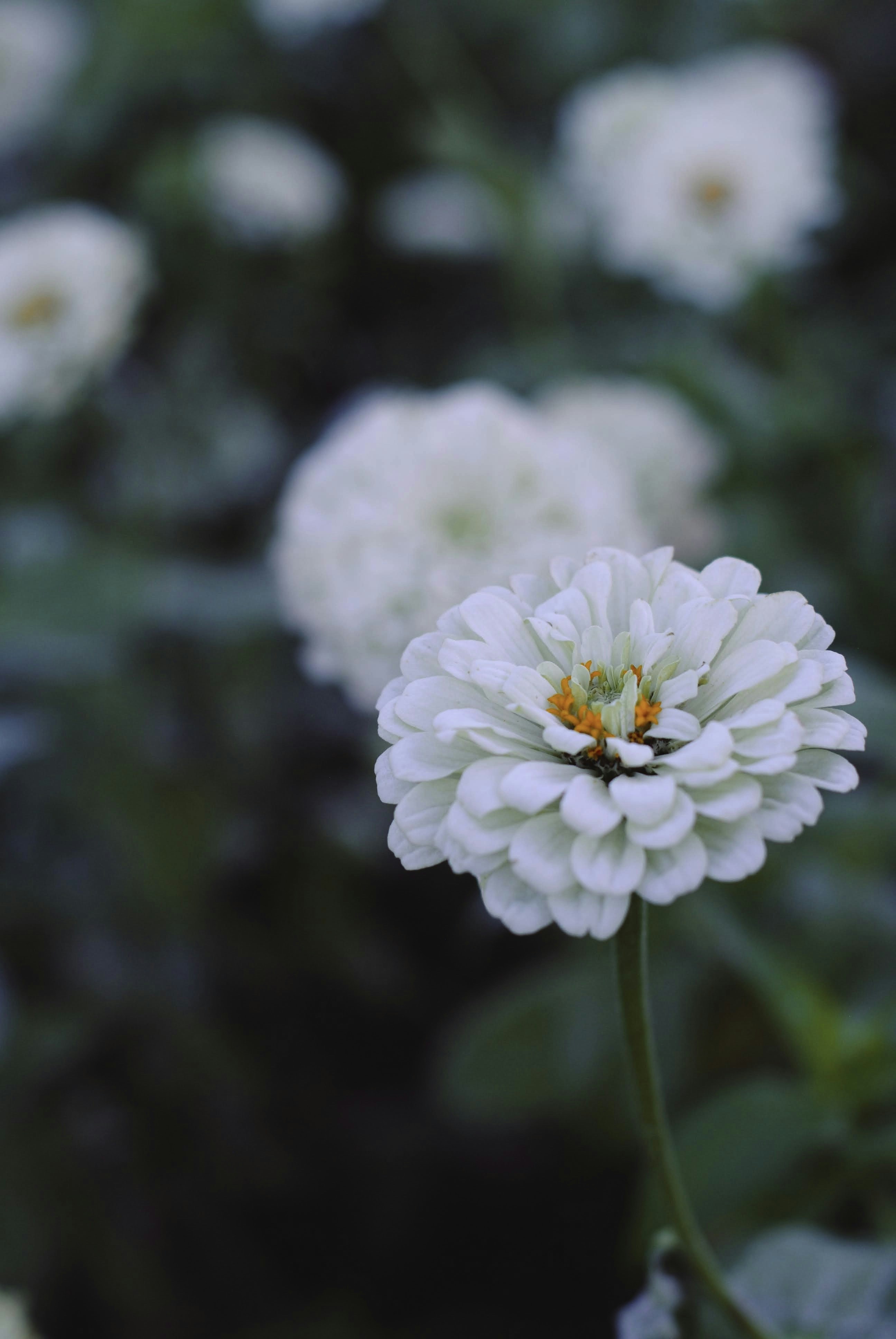 Local Prairie Flower Market Selection