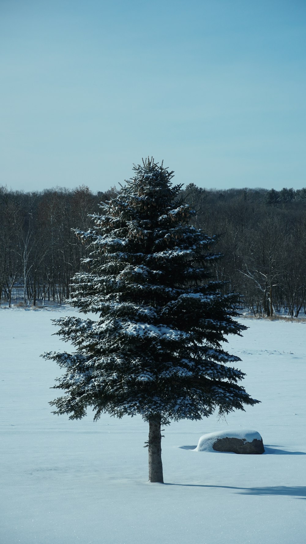 a lone pine tree in the middle of a snowy field