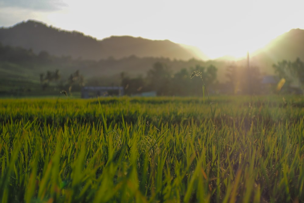 a grassy field with the sun setting in the background