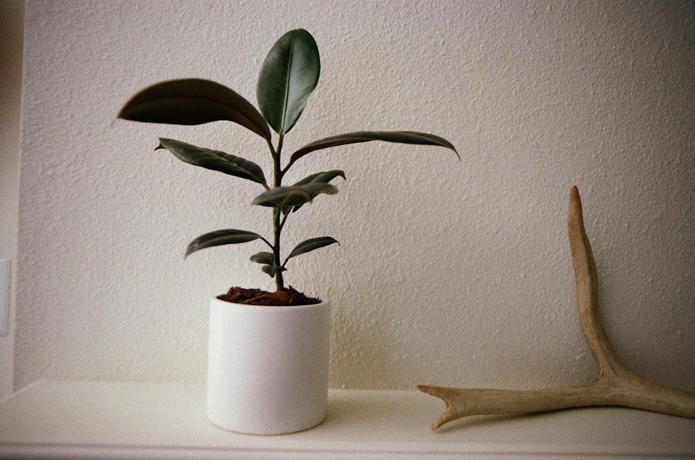 a plant in a white vase sitting on a shelf