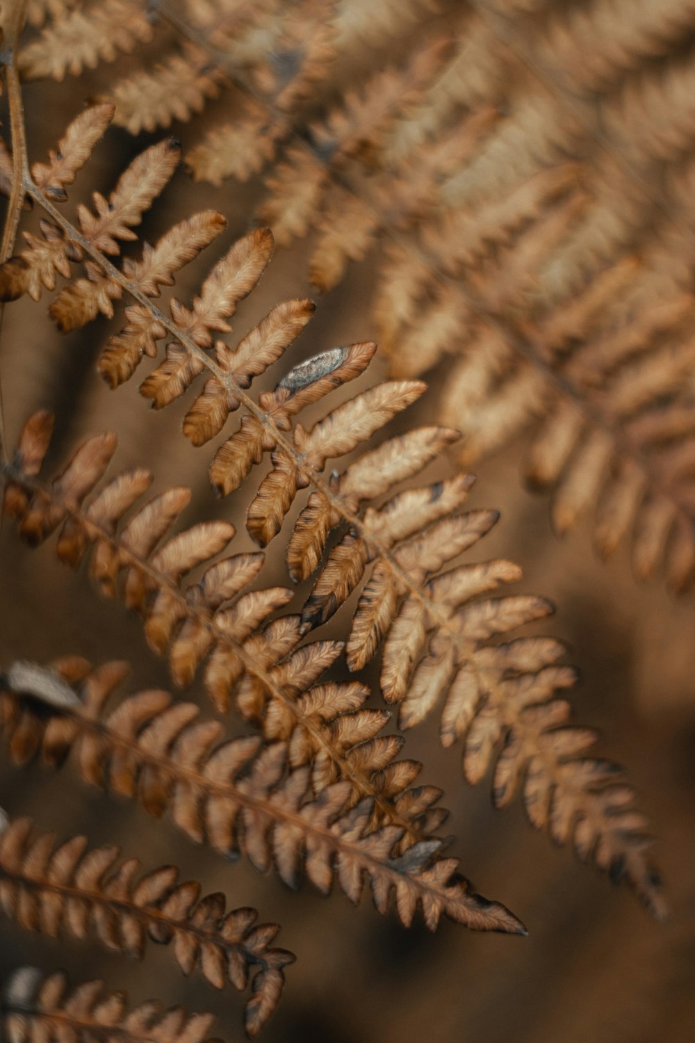 a close up of a plant with lots of leaves