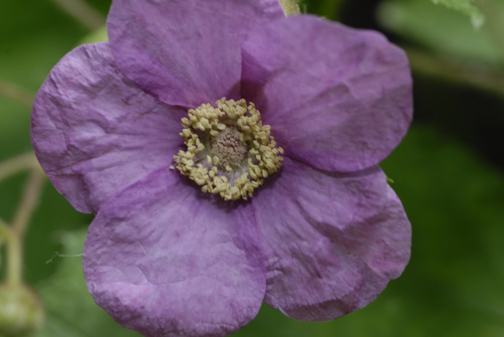 a close up of a purple flower with green leaves in the background