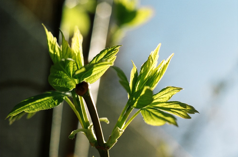 a close up of a plant with green leaves