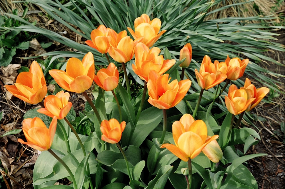 a group of orange flowers in a garden