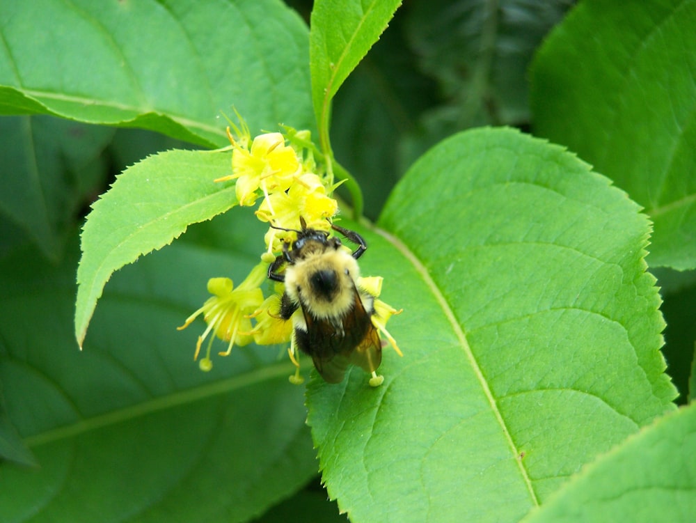 a bee sitting on top of a yellow flower