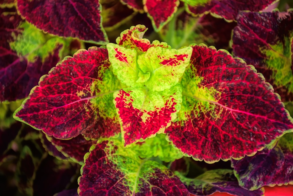 Un primer plano de una planta con hojas rojas y verdes