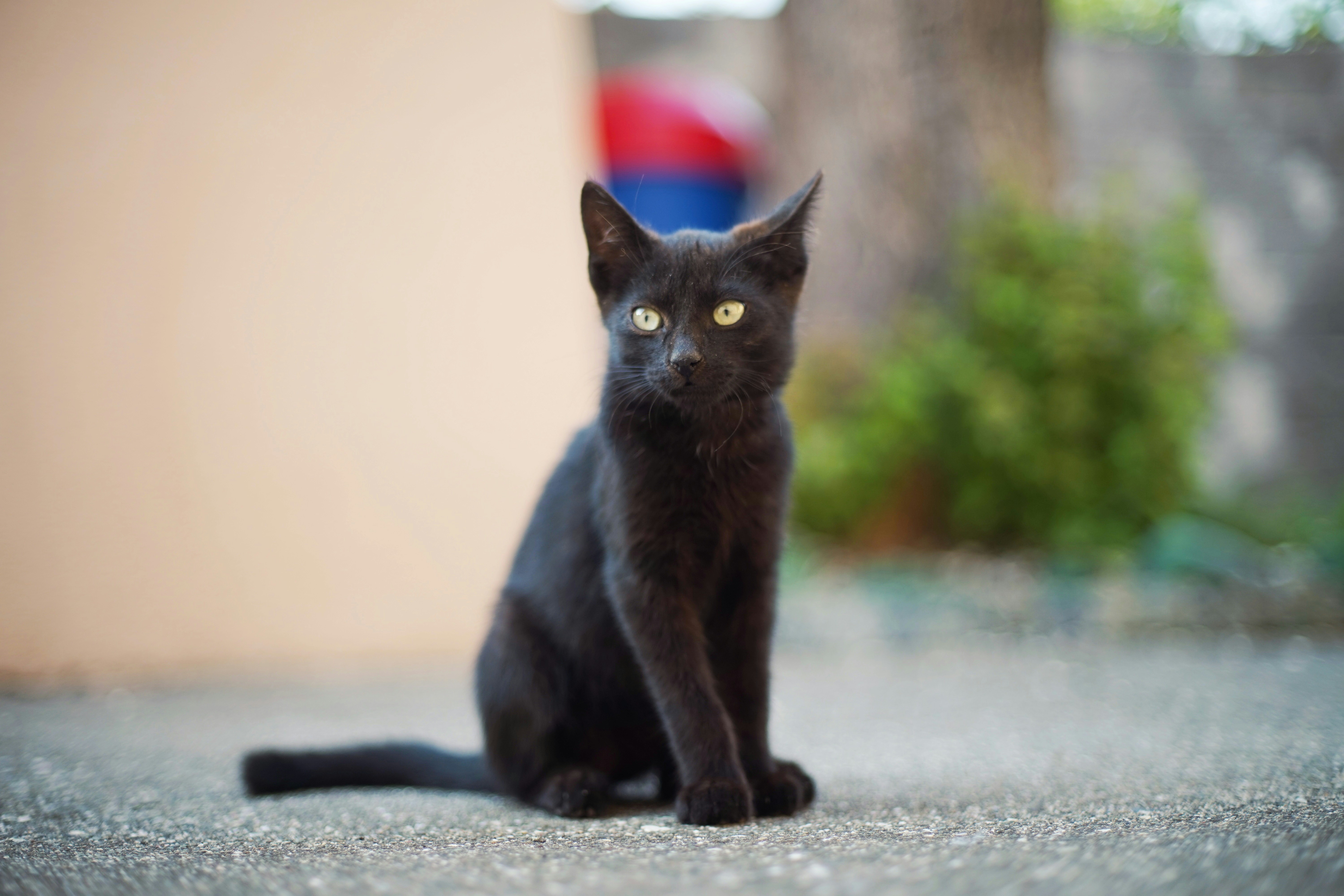 Photo by bring_shrubbery