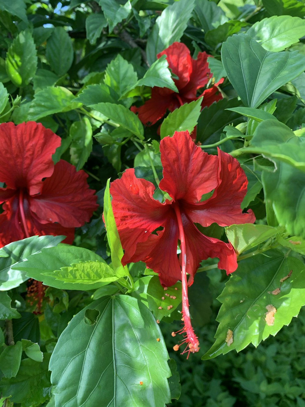 a close up of a red flower with green leaves