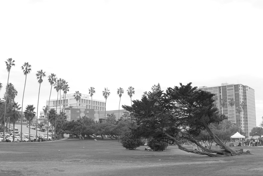 a black and white photo of a park with palm trees