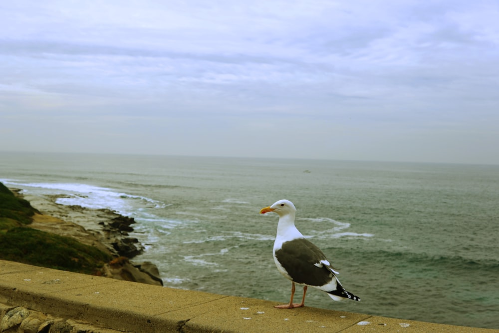 a seagull stands on a ledge overlooking the ocean