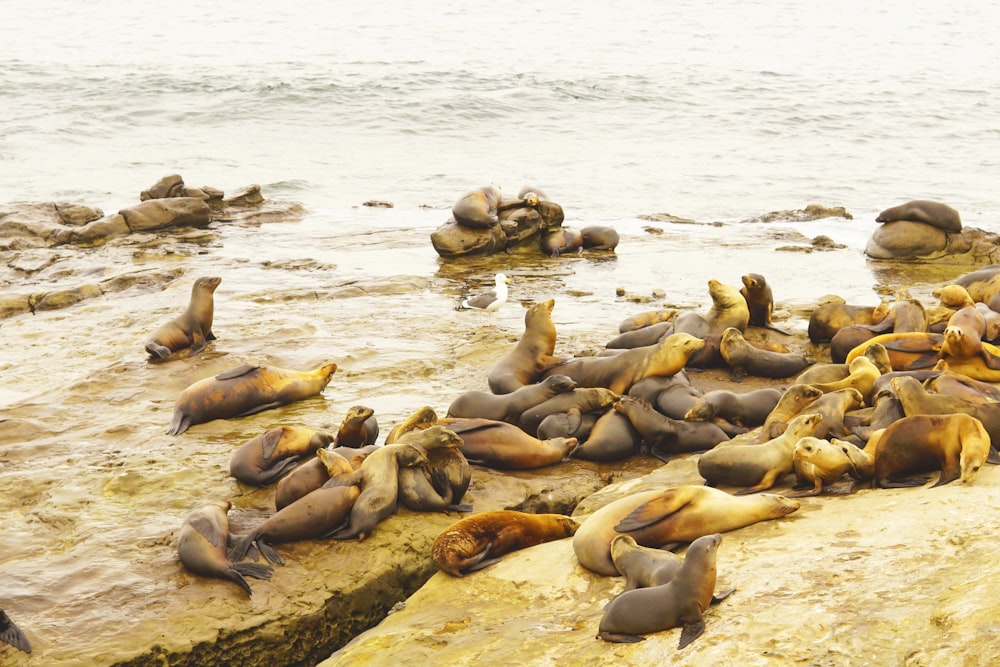 a group of sea lions resting on the rocks by the water