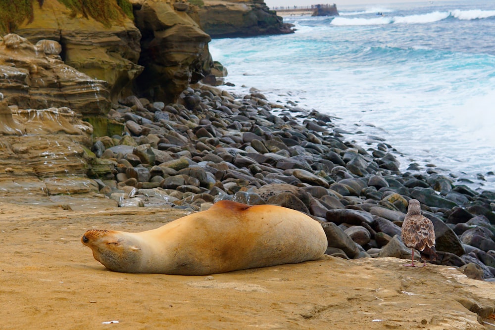 a sea lion laying on a rocky beach next to the ocean