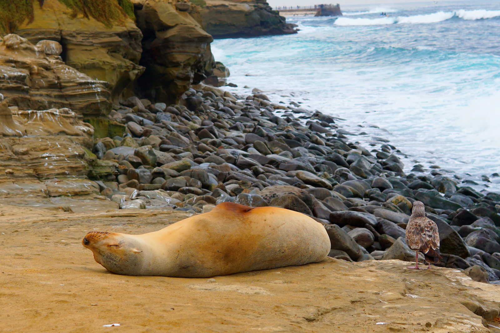 Everyday California Kayak, Surf & Snorkel