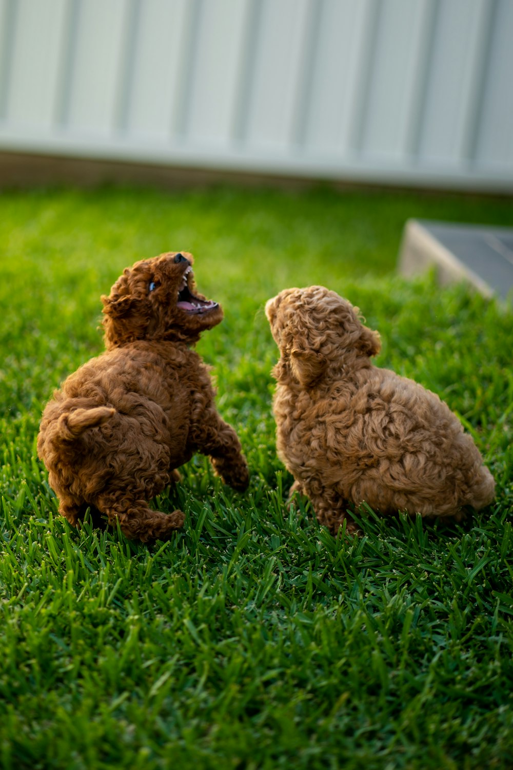 a couple of brown dogs sitting on top of a lush green field