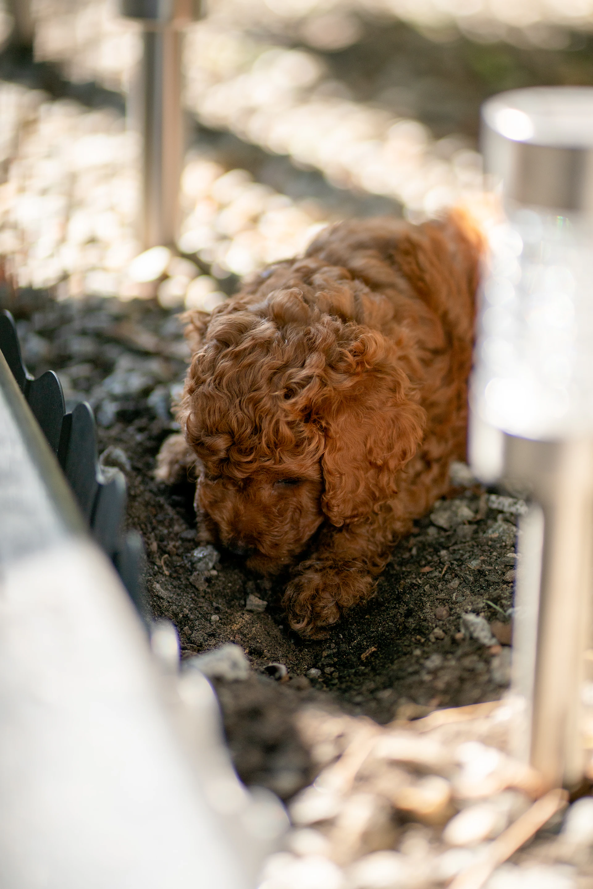 a small brown dog laying on top of a dirt ground