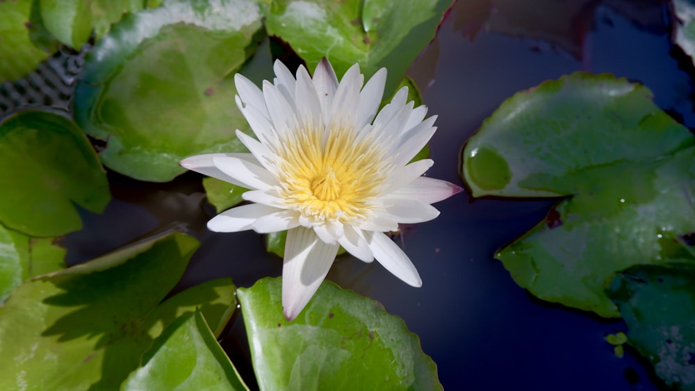 a white and yellow flower sitting on top of green leaves