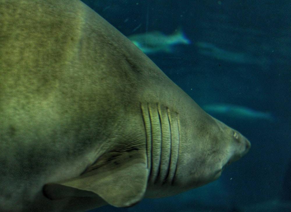 a close up of a large fish in a tank