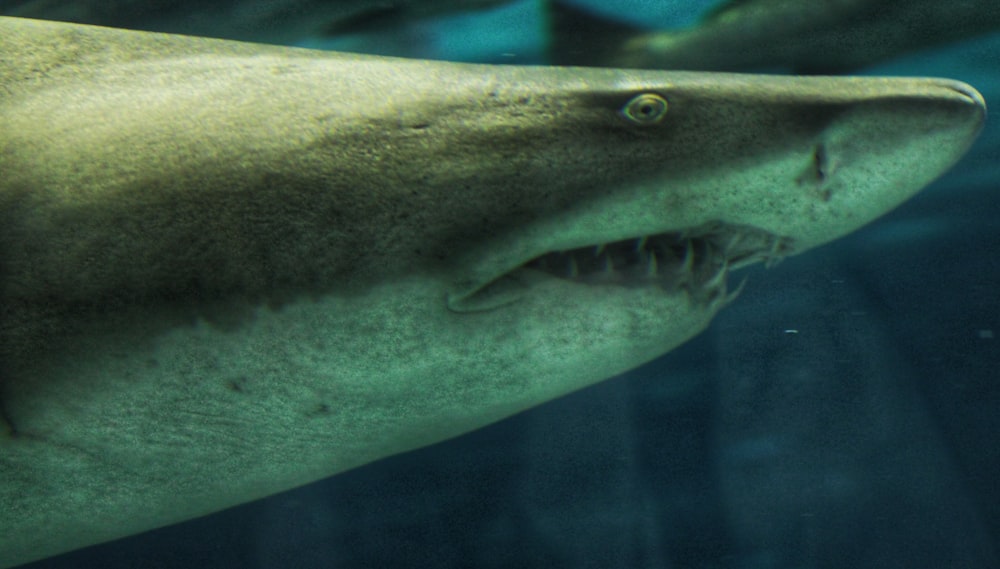 a close up of a shark swimming in the water