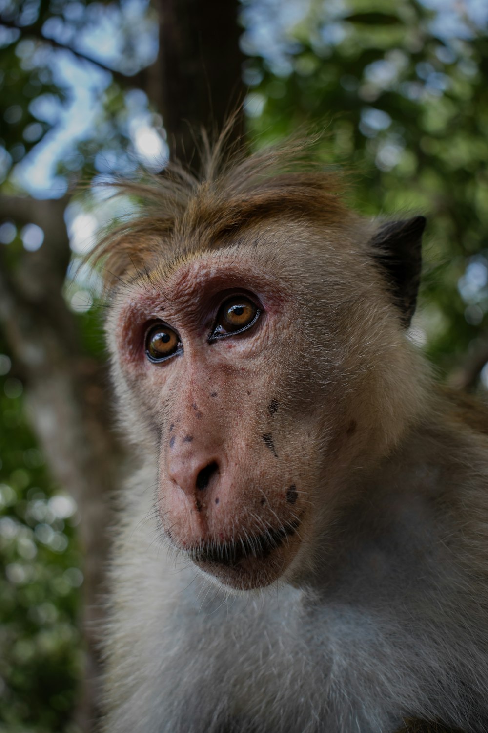 a close up of a monkey near a tree