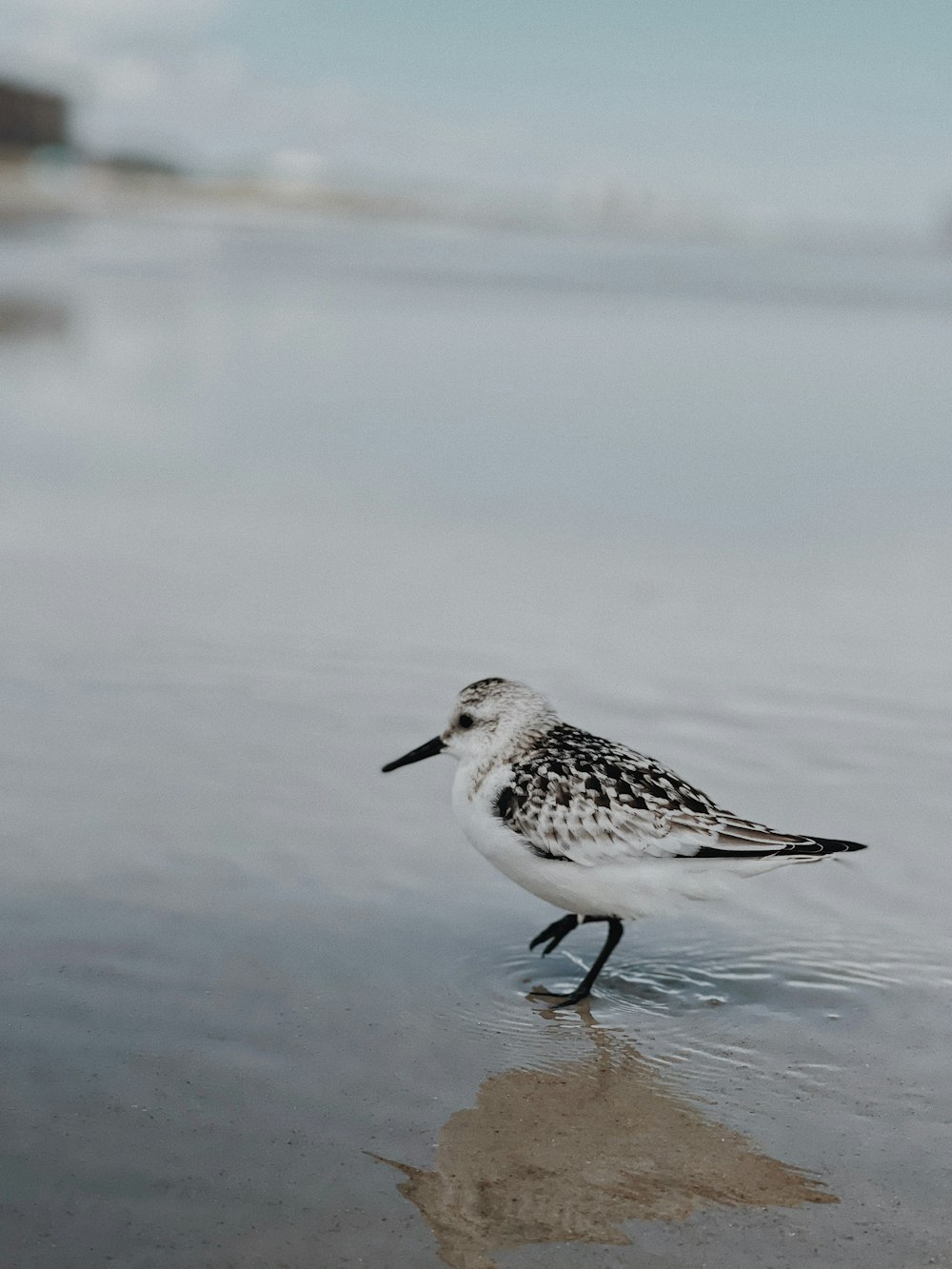 a small bird is standing in the shallow water