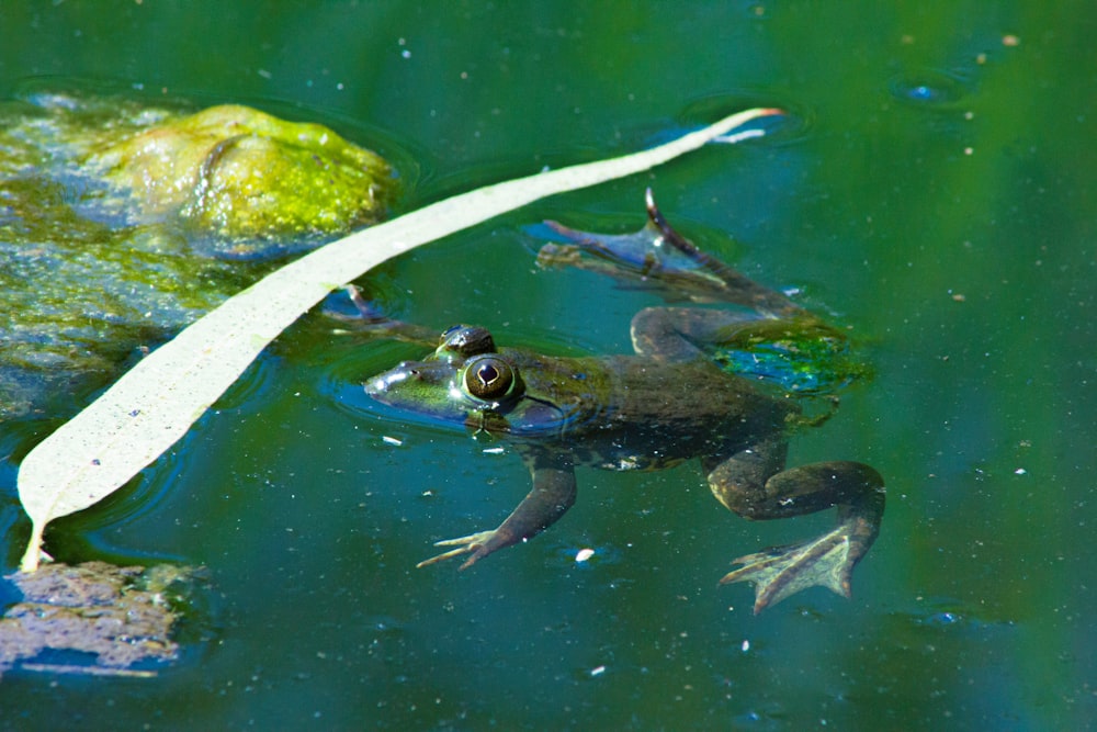 a frog is swimming in a pond with a leaf