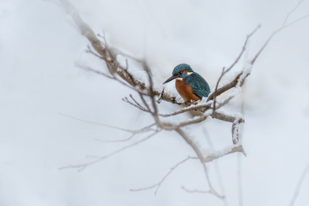 a small bird perched on a tree branch