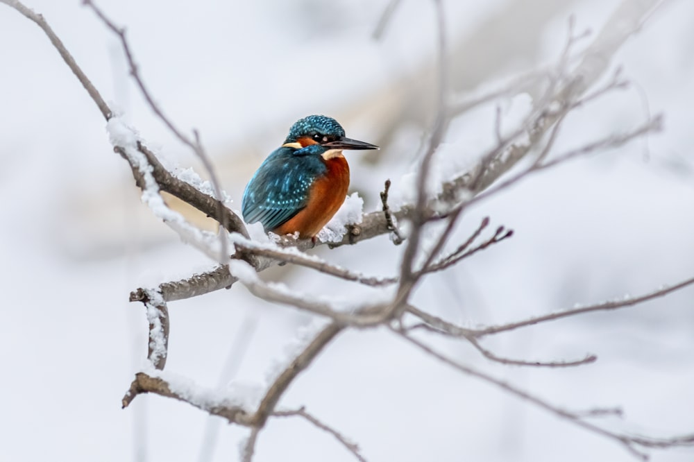 a colorful bird perched on a branch of a tree