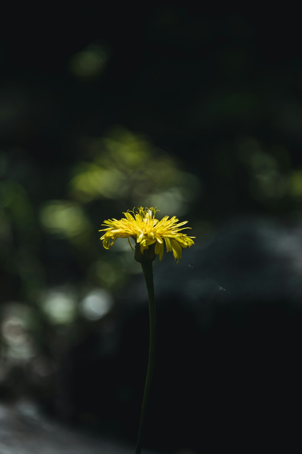 a single yellow flower in a vase on a table