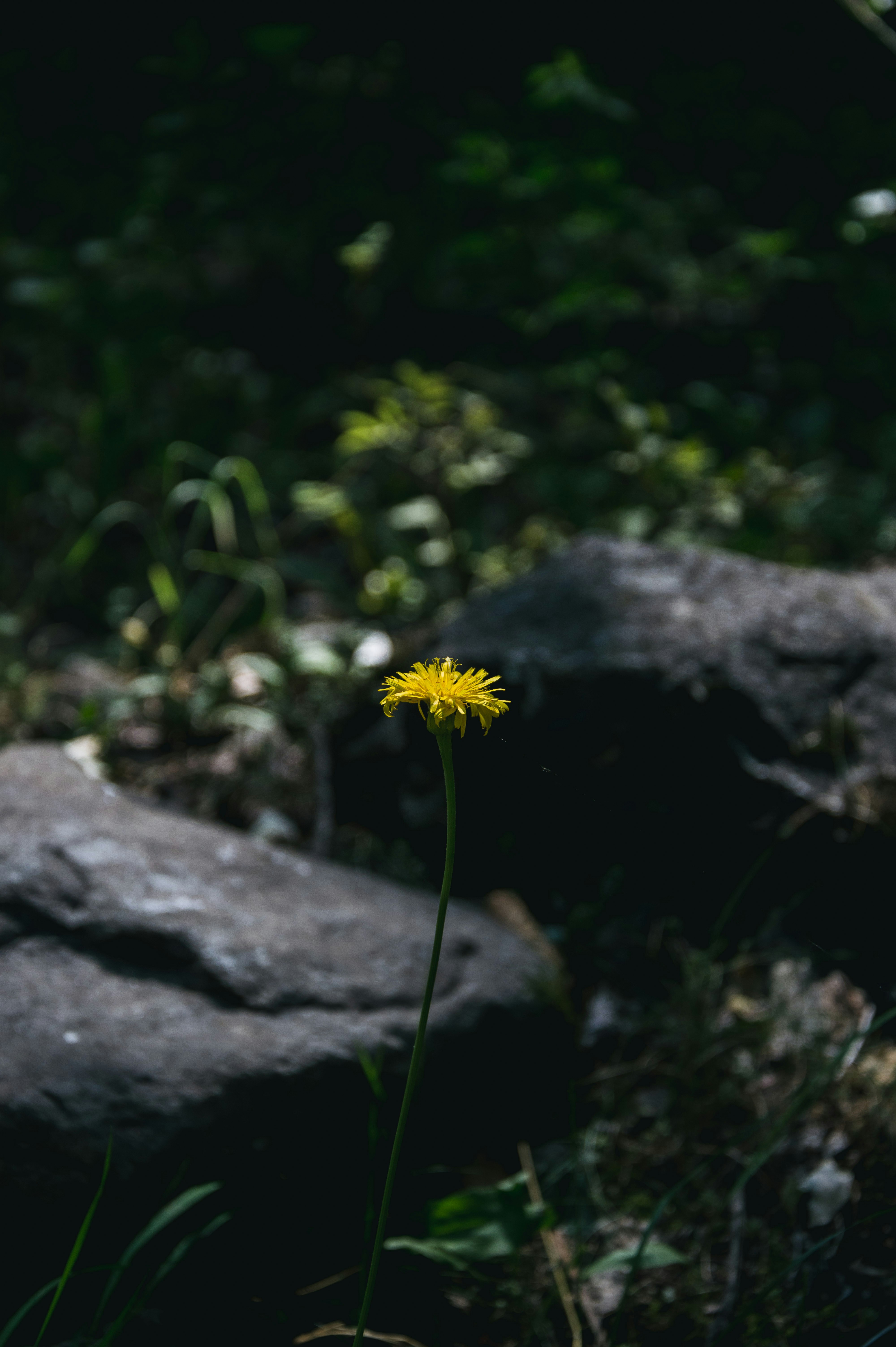 Photo by gabryelshots_