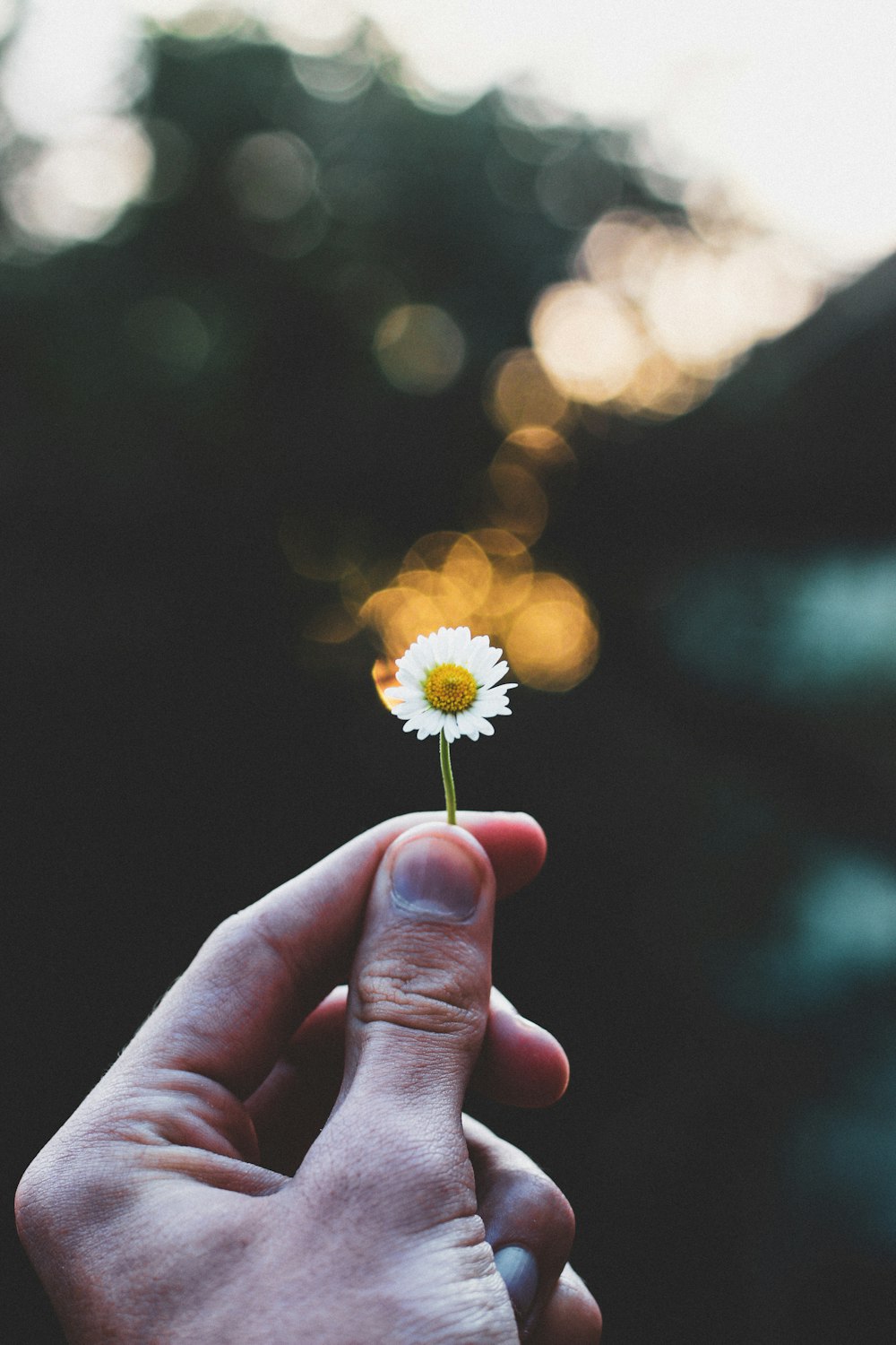 a person holding a flower in their hand