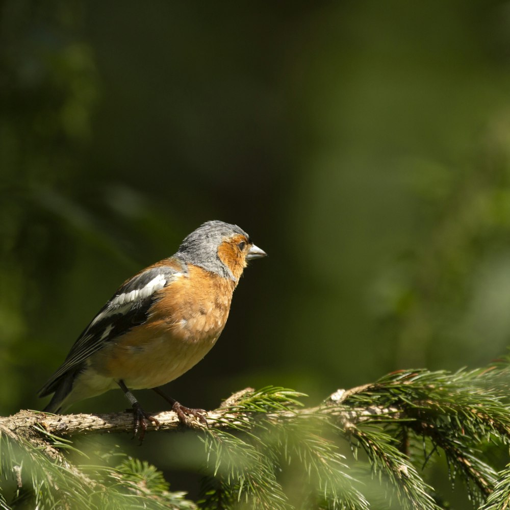 a bird perched on a branch of a pine tree