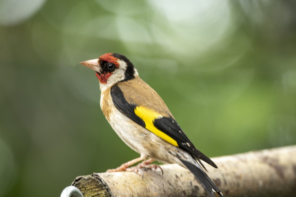 a bird sitting on top of a tree branch