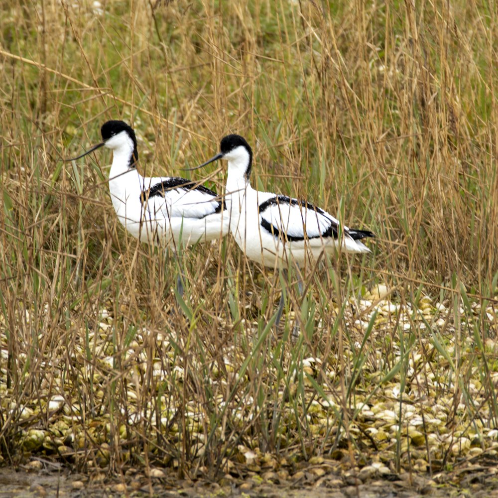 two black and white birds standing in tall grass