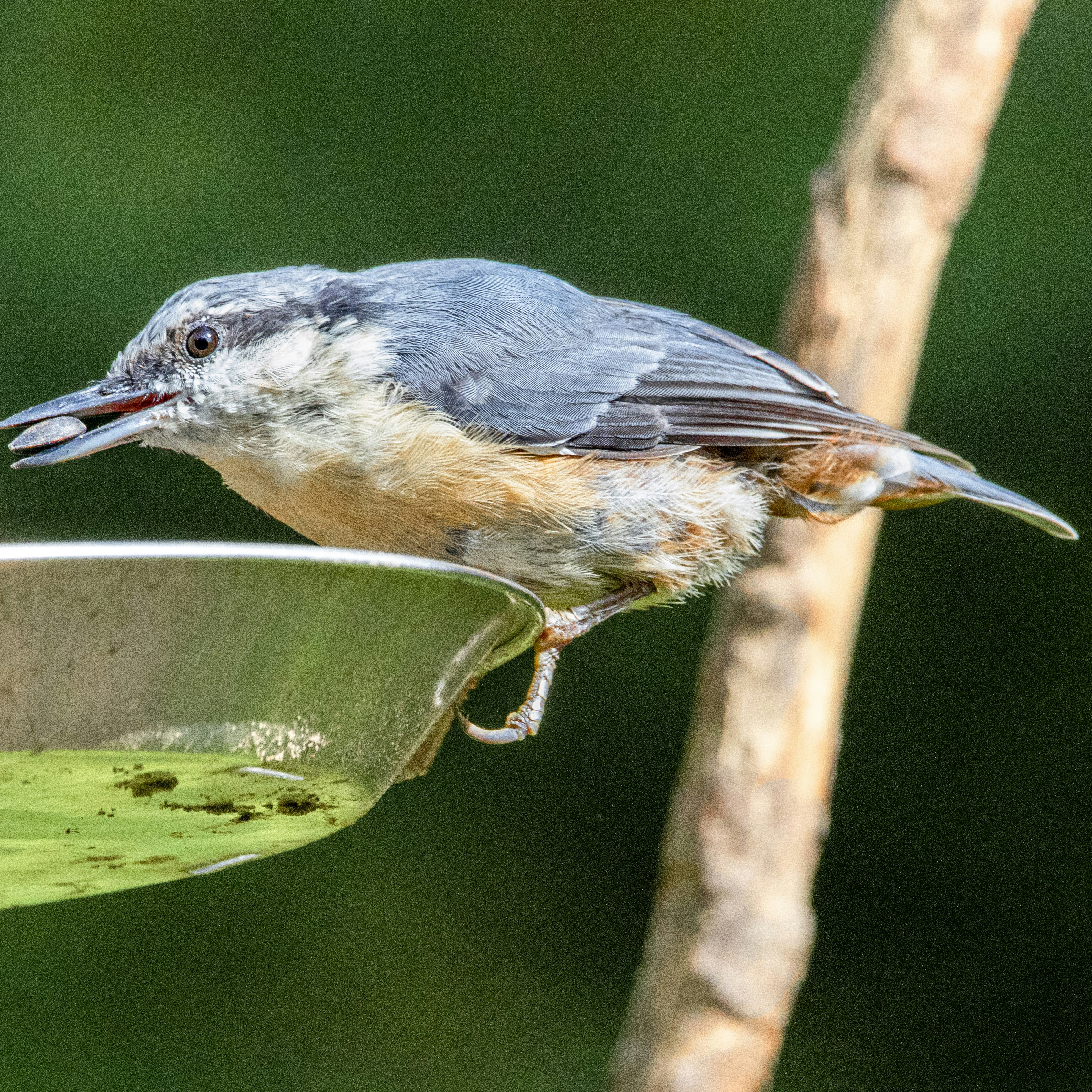 a bird sitting on top of a metal bowl