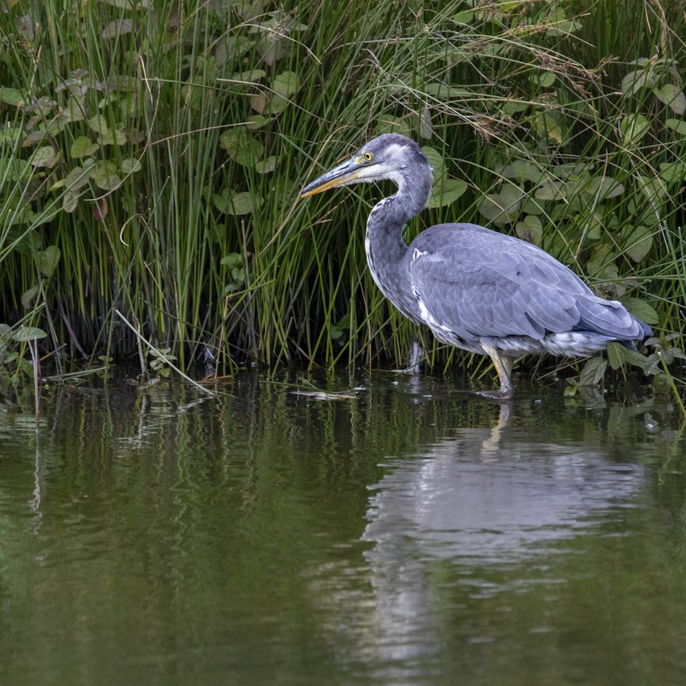 a bird standing in the water next to tall grass