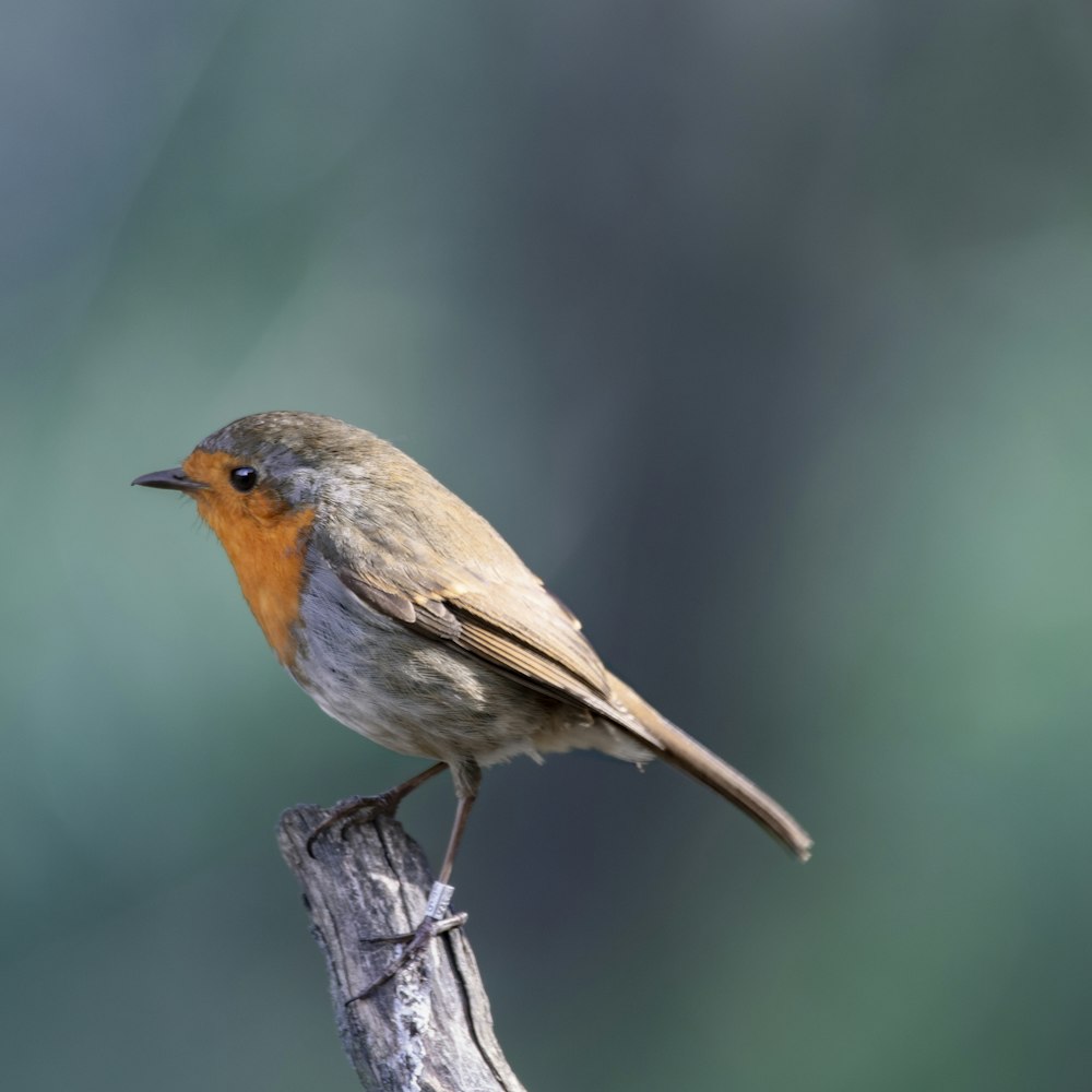 a small bird sitting on top of a piece of wood