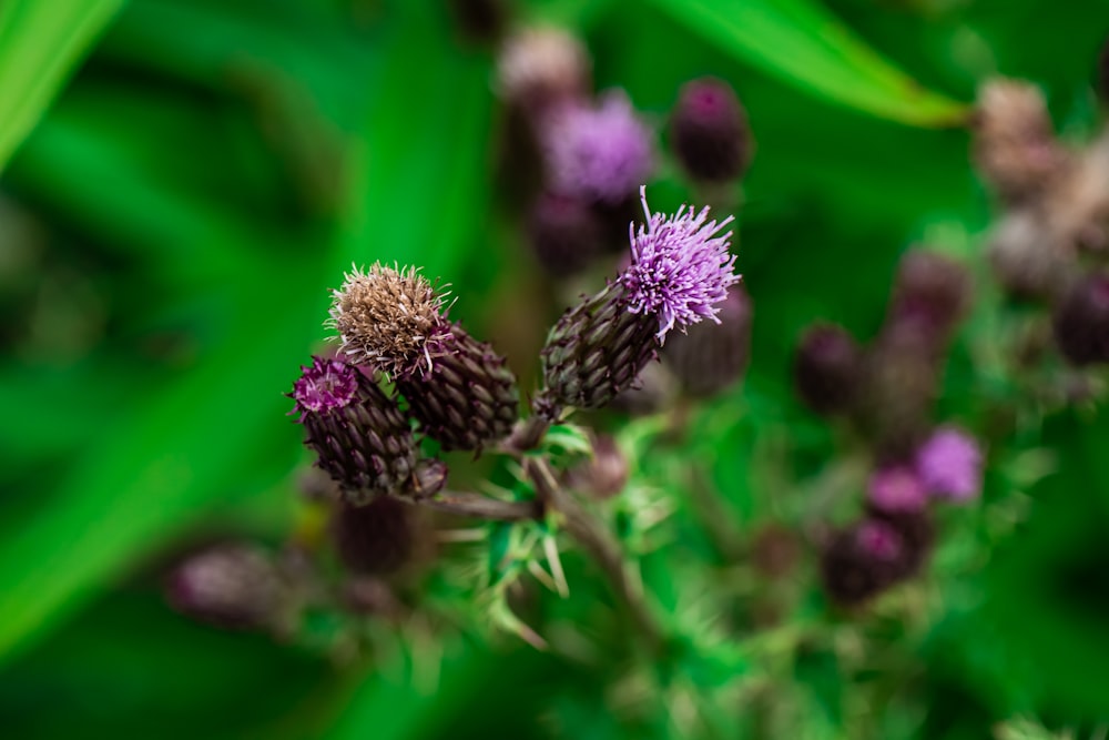 a close up of a purple flower with green leaves in the background