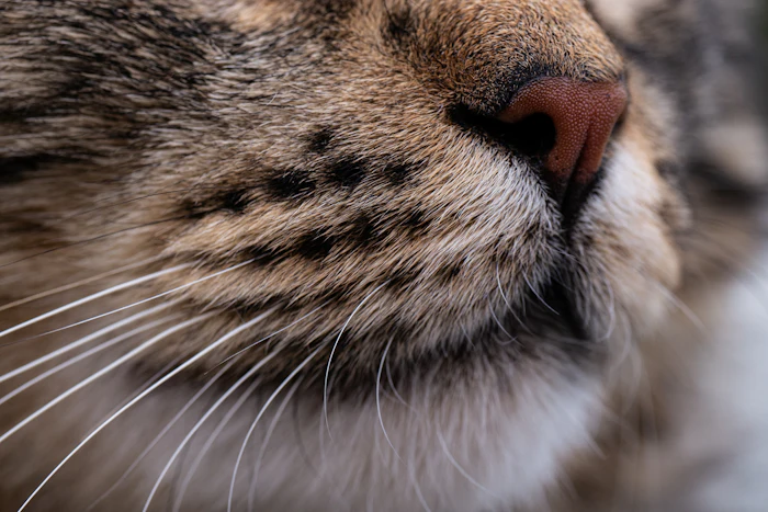 Gözleri kapalı, huzurlu bir kedi yakın plan