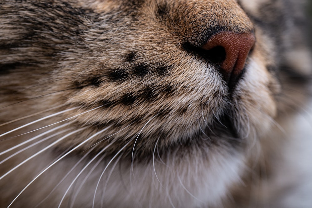 a close up of a cat's face with its eyes closed