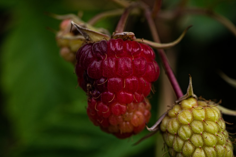 two raspberries hanging from a tree branch