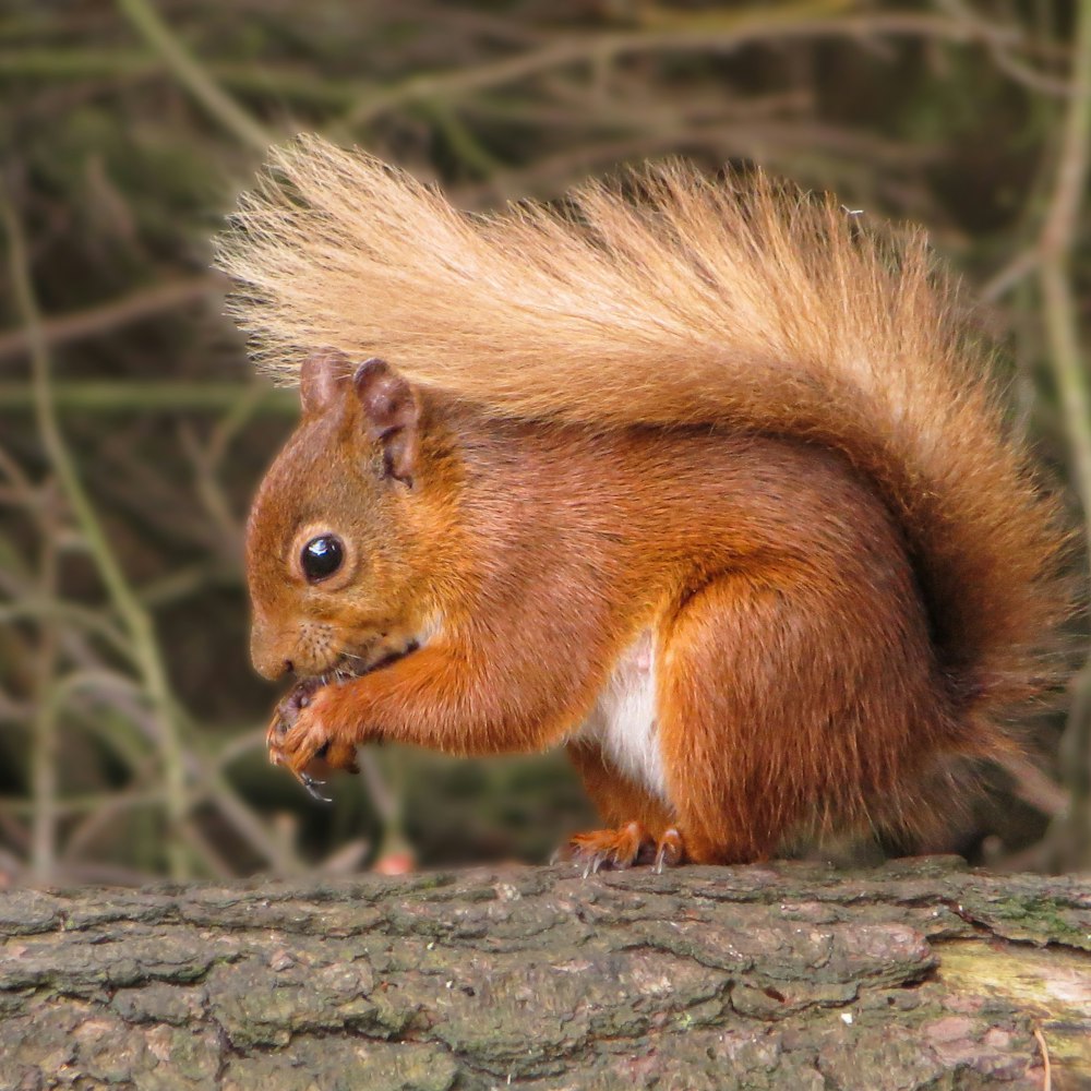 a red squirrel eating a nut on a tree branch