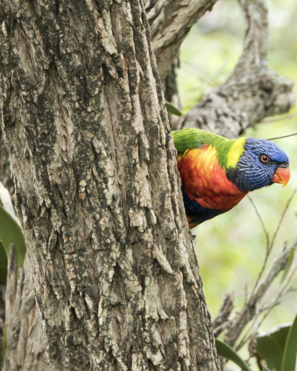 a colorful bird perched on the side of a tree