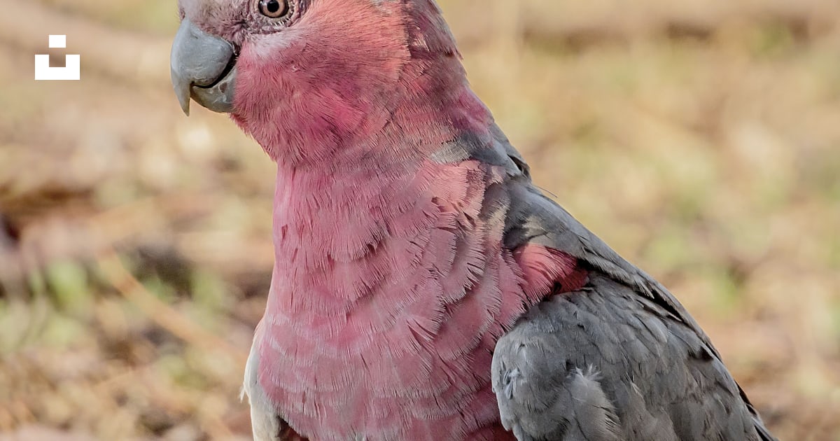 A close up of a pink and gray bird photo – Free Animal Image on Unsplash