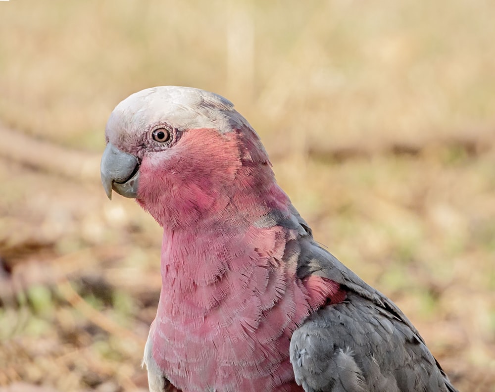 a close up of a pink and gray bird